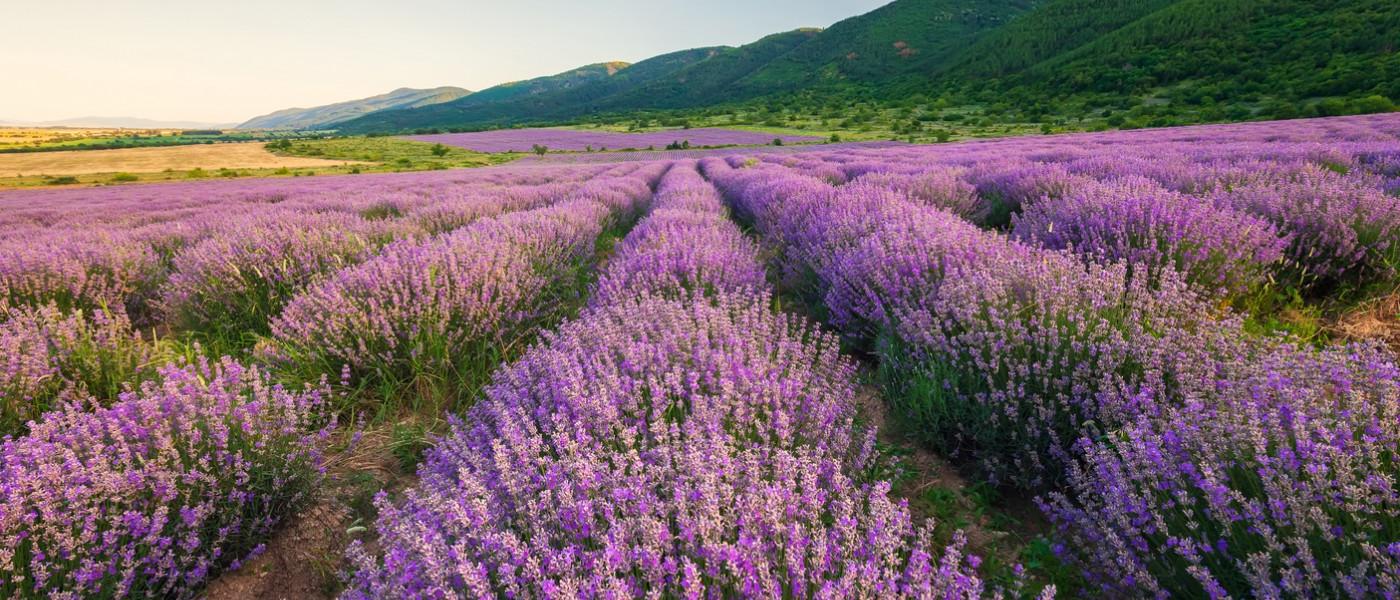 Beautiful lavender fields near Aix-en-Provence 